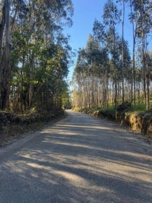 Trabalhos de limpeza de bermas