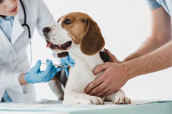 Campanha de vacina&ccedil;&atilde;o de c&atilde;es